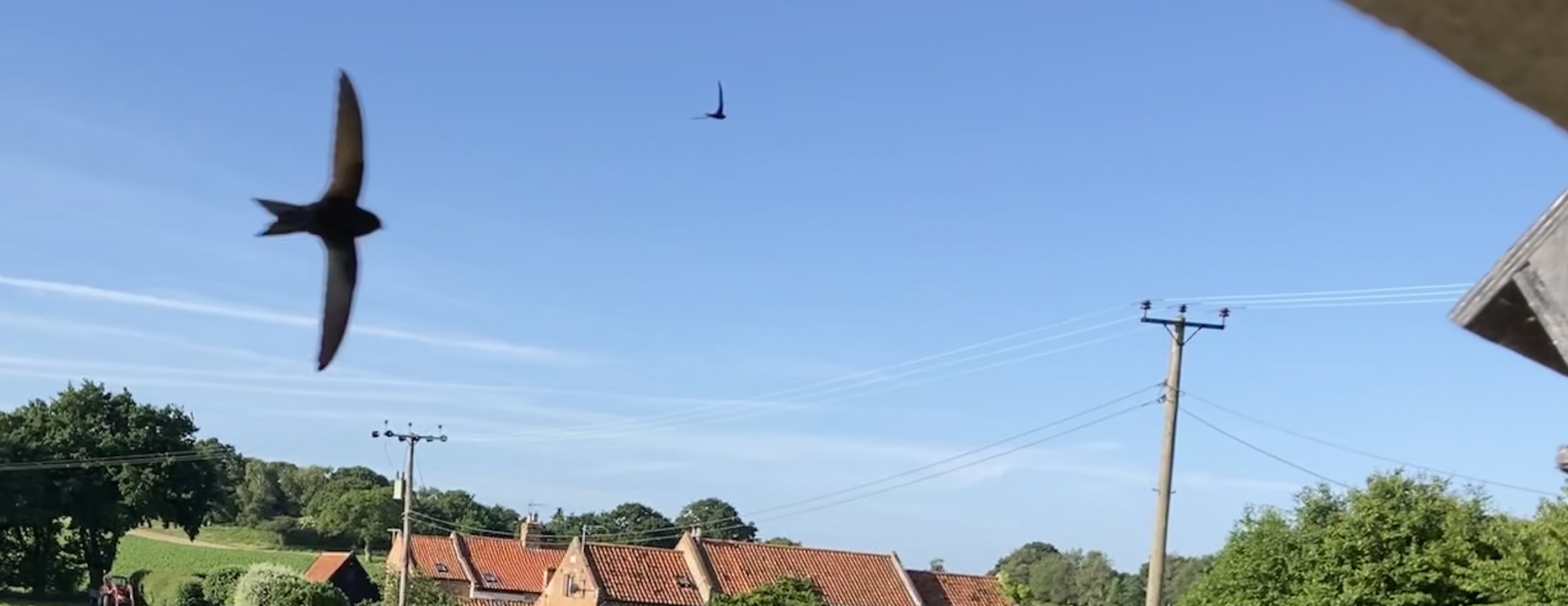 Swifts flying over cottage roofs and eaves in Wenhaston