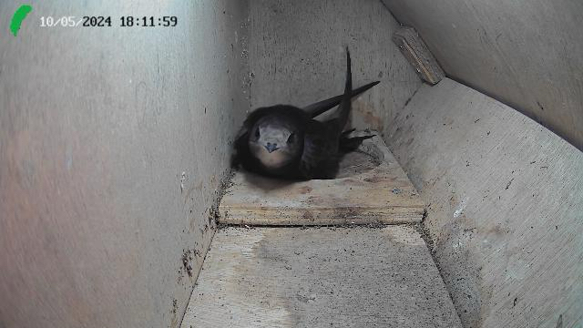 A swift resting inside a wooden nest box